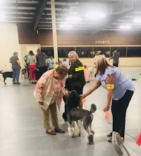 poodles in a kennel at a dog show