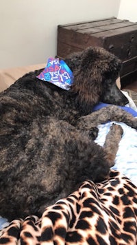 a dog laying on a bed with a bandana on it