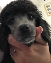 a black poodle puppy being held by a person