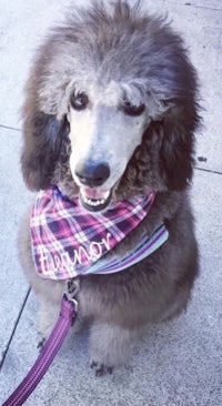 a grey poodle wearing a plaid bandana