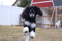 a black and white poodle jumping in the yard