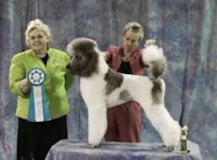 two women standing next to a white poodle at a dog show