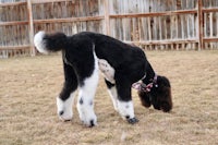 a black and white poodle standing in the grass