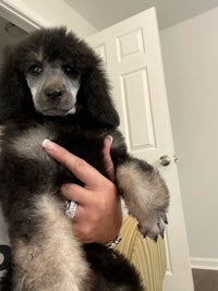 a person holding a black poodle puppy