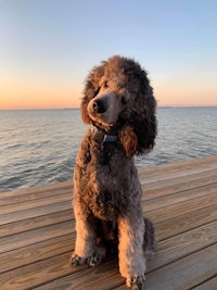 a poodle sitting on a dock at sunset