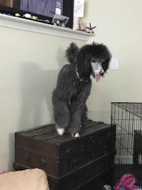 a black poodle standing on top of a box