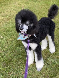 a black and white poodle on a leash