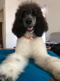 a black and white poodle sitting on a bed