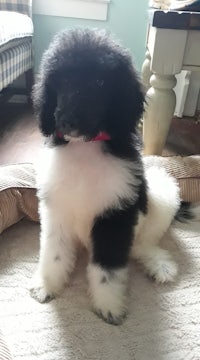 a black and white puppy sitting on top of a blanket