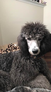 a grey poodle laying on a bed