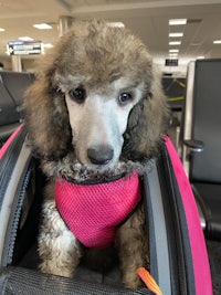 a poodle in a pink backpack at an airport