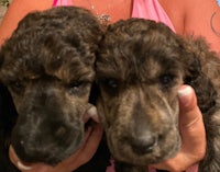 two black puppies are being held up by a woman