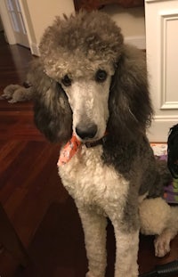 a grey and white poodle sitting on the floor