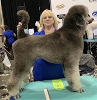 a woman standing next to a grey poodle at a dog show