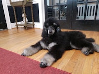 a black poodle laying on the floor in front of a door