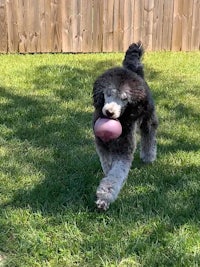 a black and white poodle running with a pink ball
