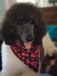 a black and white poodle wearing a bandana