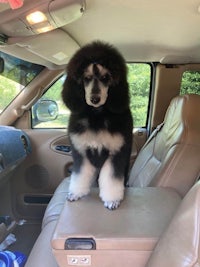 a black and white poodle standing in the back seat of a car