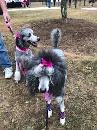 two grey poodles with pink bows on their leashes