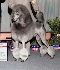 a grey poodle standing in a show ring