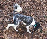 a black and white dog walking on a leash