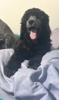 two black poodles laying on a bed