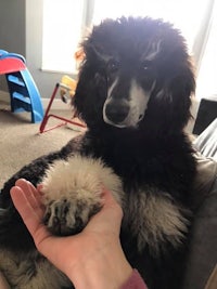 a black and white poodle sitting on a person's hand
