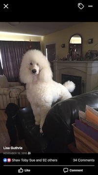 a white poodle standing on a couch in a living room