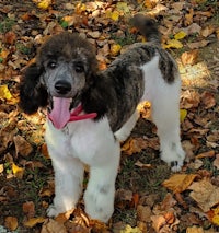 a black and white poodle standing in the leaves