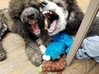 two poodles laying on the floor with their mouths open