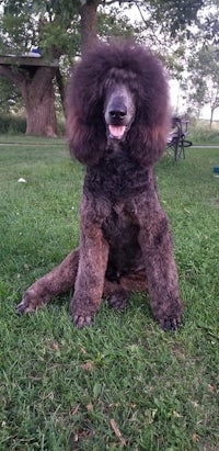 a black poodle sitting in the grass