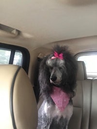 a grey poodle sitting in the back seat of a car