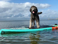 a dog standing on top of a stand up paddle board