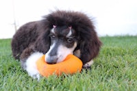 a black and white poodle chewing on an orange frisbee