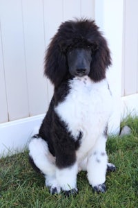 a black and white poodle sitting on the grass