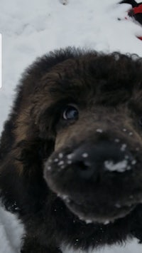 a dog is standing in the snow with a caption