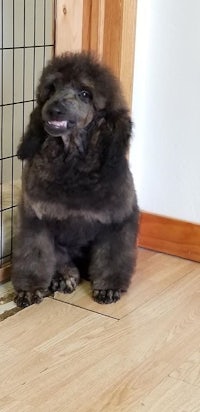 a black poodle sitting on the floor in front of a door