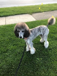 a grey poodle standing on a leash in the grass