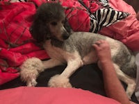 a grey poodle laying on a bed with a person petting it