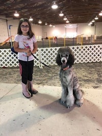 a young girl standing next to a grey poodle