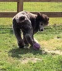 a poodle playing with a ball in a yard
