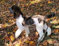 a black and white poodle walking through the leaves