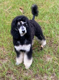 a black and white poodle standing in the grass