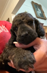 a black poodle puppy being held by a woman