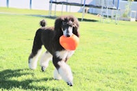 a black and white poodle running with an orange frisbee