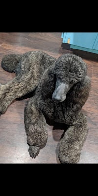 a poodle laying on a wooden floor